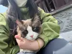 5月2日泰州市兴化市沧浪公园捡到流浪布偶猫【布偶猫招领启示/启事】