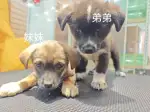 5月31日无锡市梁溪区秀犬秀猫领养狗,宠物狗【领养启示/启事】