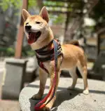 5月5日广州市荔湾区广雅前街(西光广雅实验学校)附近走失狗,宠物狗【寻狗启示/启事】