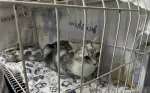 6月10日广州市从化区大车夜宵二号二楼领养猫,宠物猫,猫咪【领养启示/启事】