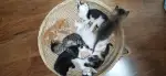 6月14日郑州市上街区领养猫,宠物猫,猫咪【领养启示/启事】