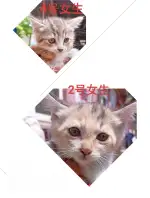 6月14日大连市大连甘井子区后关村领养猫,宠物猫,猫咪【领养启示/启事】