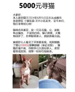 6月1日成都市龙泉驿区十陵街道 天兴小区走失猫,宠物猫,猫咪【寻猫启示/启事】