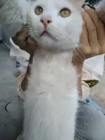 6月21日昆明市嵩明县小街镇五条沟村领养猫,宠物猫,猫咪【领养启示/启事】