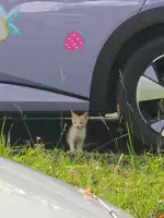 6月29日苏州市相城区第三人民医院领养猫,宠物猫,猫咪【领养启示/启事】