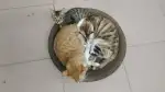 6月4日云浮市云城区领养猫,宠物猫,猫咪【领养启示/启事】