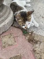 7月1日临沂市沂水县龙泽丽都北门发现流浪狸花猫【流浪狸花猫线索】