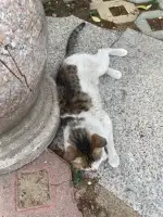 7月1日临沂市沂水县龙泽丽都北门发现流浪狸花猫【流浪狸花猫线索】