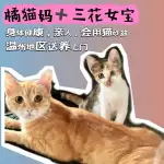 7月15日温州市洞头区领养猫,宠物猫,猫咪【领养启示/启事】