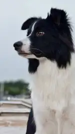 7月17日包头市青山区一宫附近走失边牧,边境牧羊犬【寻边牧/边境牧羊犬启示/启事】