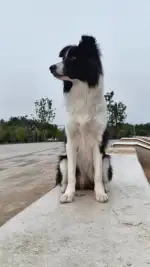 7月17日包头市青山区一宫附近走失边牧,边境牧羊犬【寻边牧/边境牧羊犬启示/启事】