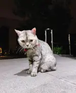 7月22日北京市顺义区捡到流浪猫,宠物猫,猫咪【猫招领启示/启事】