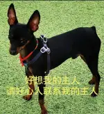 7月18日常德市鼎城区走失小鹿犬【寻小鹿犬启示/启事】