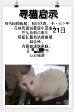 7月21日威海市经区富城茗居小区走失猫,宠物猫,猫咪【寻猫启示/启事】