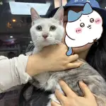 7月27日北京市安贞西里捡到流浪猫,宠物猫,猫咪【猫招领启示/启事】