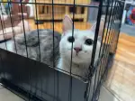 7月27日北京市安贞西里捡到流浪猫,宠物猫,猫咪【猫招领启示/启事】