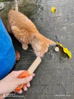 7月29日珠海市金湾区平沙镇沙美四队发现流浪橘猫【流浪橘猫线索】