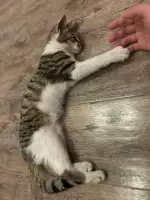 7月30日北京市通州区次渠领养猫,宠物猫,猫咪【领养启示/启事】