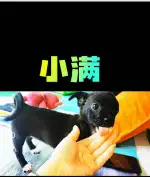 7月30日德阳市旌阳区泰山南路二段丽阳天下领养土狗,柴犬,田园犬,中华田园犬【领养启示/启事】