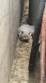 7月6日无锡市惠山区堰桥工业园区捡到流浪猫,宠物猫,猫咪【猫招领启示/启事】