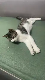 7月8日威海市草庙子镇领养猫,宠物猫,猫咪【领养启示/启事】