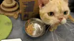 7月9日福州市马尾区领养猫,宠物猫,猫咪【领养启示/启事】