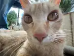 8月1日昆明市盘龙区领养猫,宠物猫,猫咪【领养启示/启事】