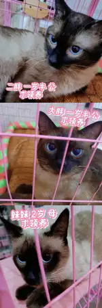 8月1日宿迁市宿城区宿豫区内领养猫,宠物猫,猫咪【领养启示/启事】