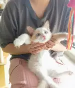 8月10日玉林市广西省玉州区领养猫,宠物猫,猫咪【领养启示/启事】