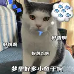 8月10日长沙市雨花区叠彩兰亭B区5栋领养英短蓝猫,英国蓝色短毛猫【领养启示/启事】