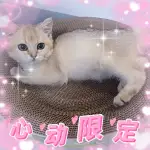 8月10日海口市秀英区长流镇永秀花园领养猫,宠物猫,猫咪【领养启示/启事】