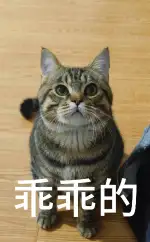 8月11日温州市苍南县灵溪镇领养狸花猫【领养启示/启事】