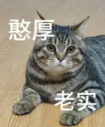 8月11日温州市苍南县灵溪镇领养狸花猫【领养启示/启事】