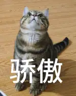 8月11日温州市苍南县灵溪镇领养狸花猫【领养启示/启事】