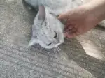 8月15日合肥市巢湖市安量劳动小区发现流浪猫,宠物猫,猫咪【流浪猫线索】