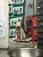 8月16日百色市右江区龙景街道花鸟市场走失土狗,柴犬,田园犬,中华田园犬【寻土狗/田园犬启示/启事】