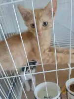 8月2日盐城市华景园领养猫,宠物猫,猫咪【领养启示/启事】