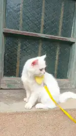 8月20日衡阳市珠晖区湖南衡阳领养猫,宠物猫,猫咪【领养启示/启事】