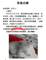 8月19日北京市北京走失猫,宠物猫,猫咪【寻猫启示/启事】