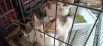 8月23日潍坊市安丘市锦绣华城领养猫,宠物猫,猫咪【领养启示/启事】