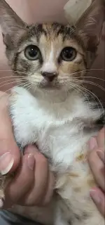 8月24日长沙市开福区伍家岭领养猫,宠物猫,猫咪【领养启示/启事】