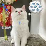 8月24日重庆市黔江区谭家湾领养猫,宠物猫,猫咪【领养启示/启事】