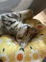 8月26日南通市南通崇川区领养猫,宠物猫,猫咪【领养启示/启事】