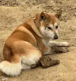 8月25日北京市房山区阎村镇乐活城南区于天恒都汇一号附近走失狗,宠物狗【寻狗启示/启事】