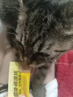 8月27日烟台市莱山区橡树湾2号楼5楼走失狸花猫【寻狸花猫启示/启事】