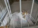 8月3日池州市贵池区春江花园小区领养猫,宠物猫,猫咪【领养启示/启事】