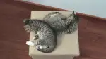 8月4日北京市通州区潮白河樱花公园领养猫,宠物猫,猫咪【领养启示/启事】