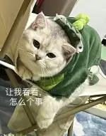 8月5日上海市闵行区浦江镇领养猫,宠物猫,猫咪【领养启示/启事】