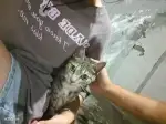 8月3日杭州市萧山区 东方路568号发现流浪猫,宠物猫,猫咪【流浪猫线索】