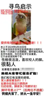 6月30日深圳市宝安区松岗街道走失绿颊小太阳鹦鹉【寻绿颊小太阳鹦鹉启示/启事】